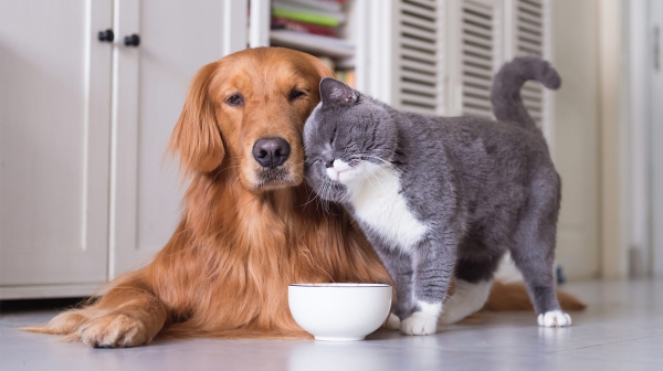 why dogs eat cat food