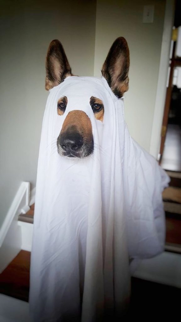 40 Best Halloween Costumes For Pets in Human History