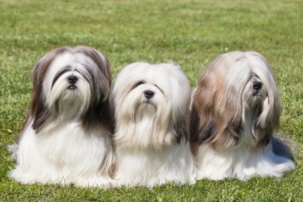 little dogs with long hair