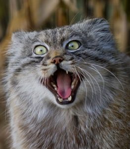 Pallas Cat Interesting Facts and Information: Explain with 35 Pictures