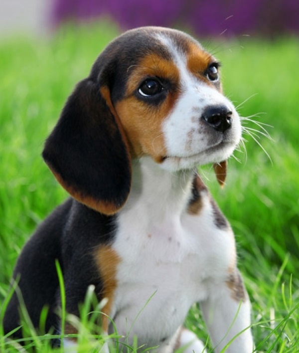 little dog with big ears
