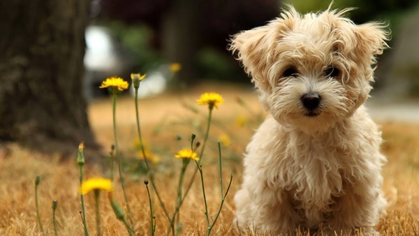 cheapest puppy breeds