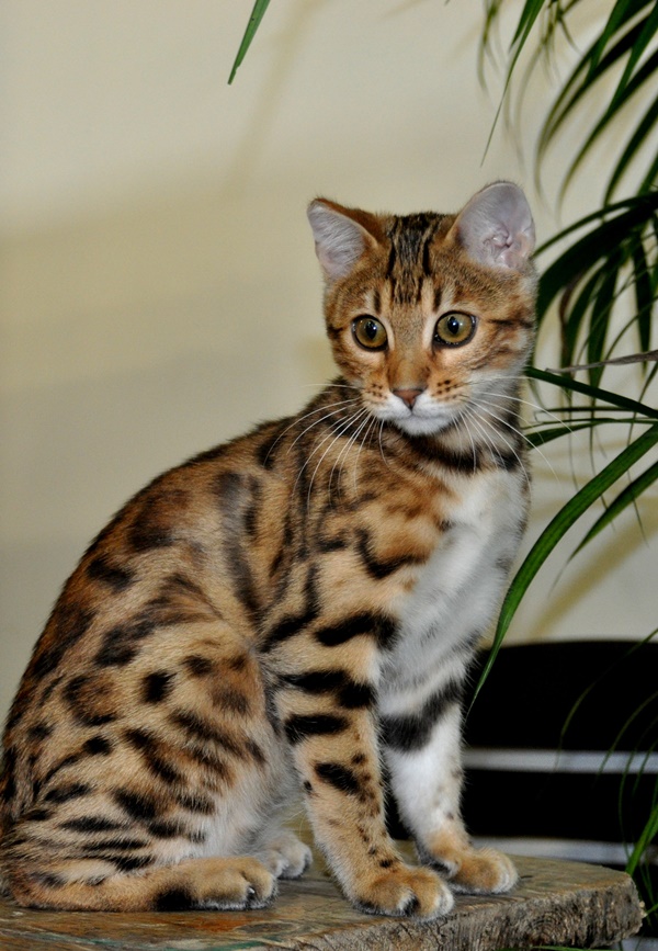 black spotted tabby