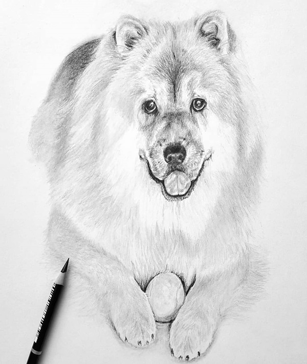 40 Free  Easy Animal Sketch Drawing Information  Ideas  Brighter Craft  Animal  drawings sketches Drawing sketches Animal drawings