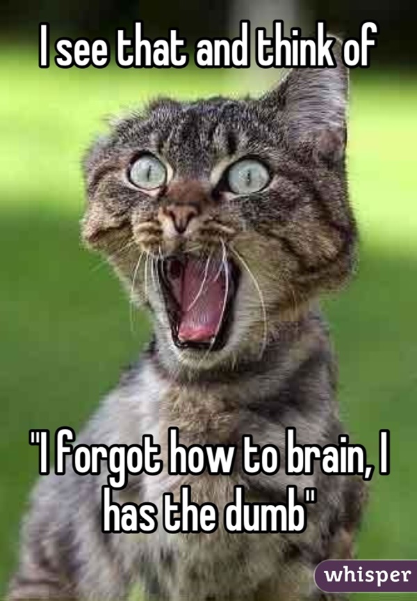 The Top 10 Most Popular Memes Of All Time Funny Cat Memes Cat Quotes ...