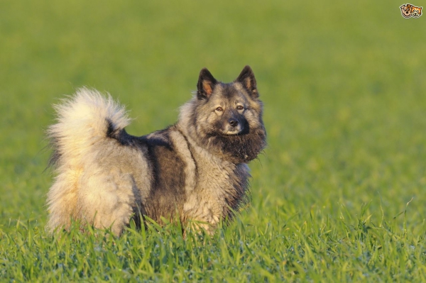 dog breeds with curly tails