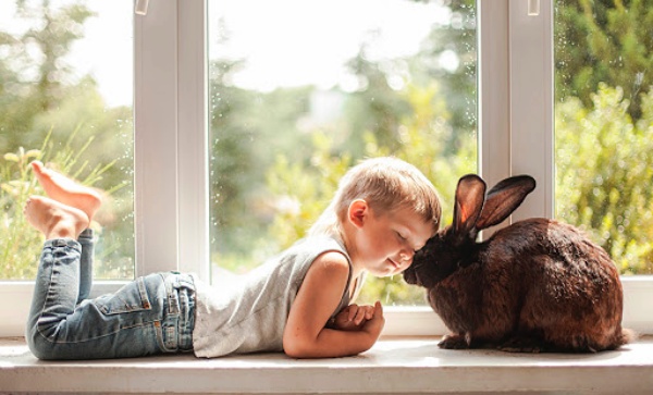 How to Deal with Kids and Rabbits under the Same Roof - Four Paw Square