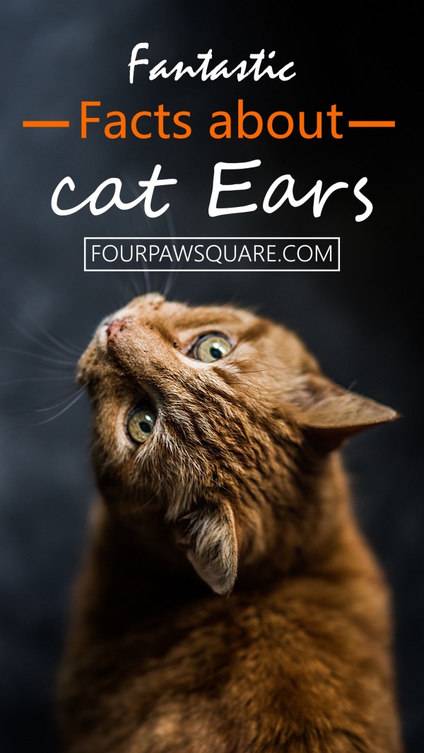 10 Fantastic Facts about cat Ears