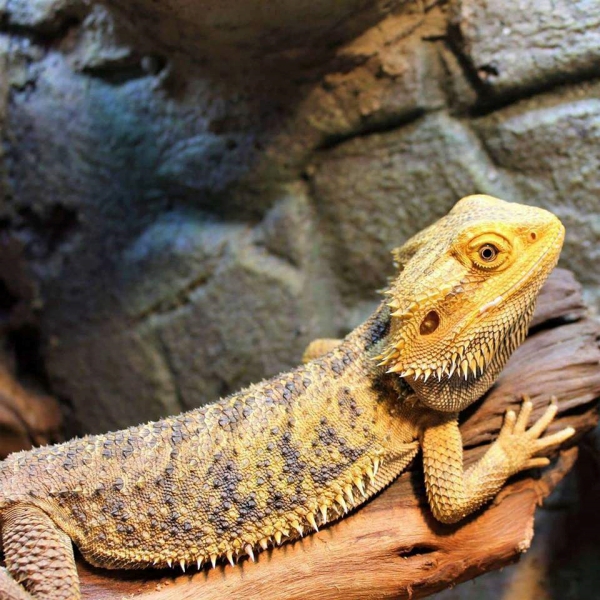 7 Best Lizards to have as a Pet - Four Paw Square